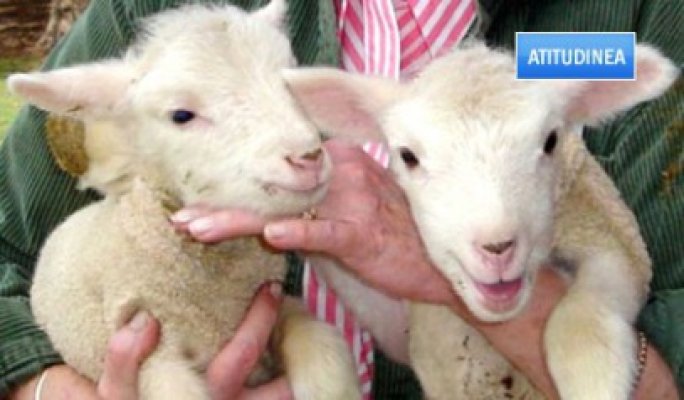 Crescătorii de oi din Constanţa nu mai vând mieii în pieţe: 